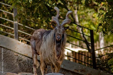 Spiral Horned Goat The Markhor Is The Largest Wild Goat It Is Easily