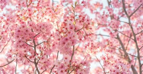 Is Cherry Blossom Poisonous To Dogs