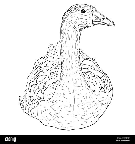 Wild Goose Hand Painted Vector Illustration Stock Photo Alamy