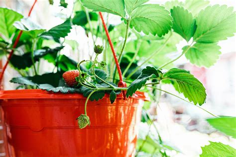 Growing Strawberries In Pots