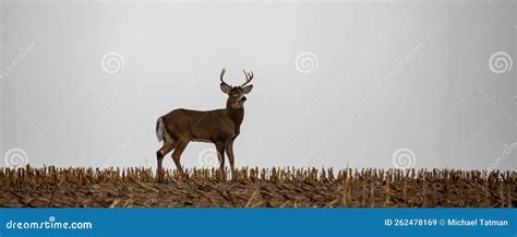 White Tailed Deer Buck Odocoileus Virginianus Standing In A Wisconsin