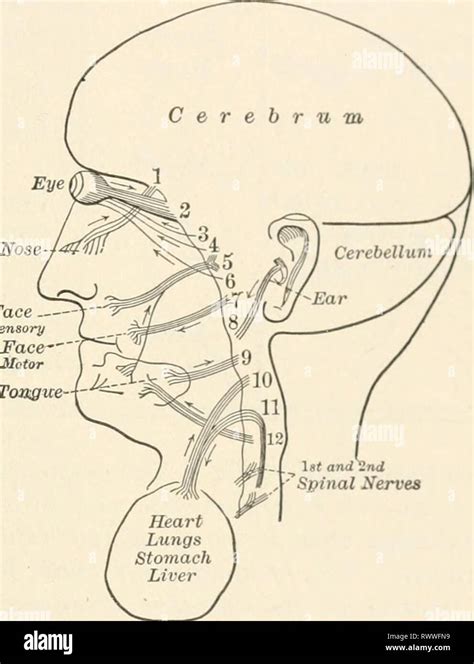 Crura Cerebri