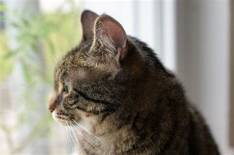 Dove Far Dormire Il Gatto Di Notte E Come Farlo Dormire