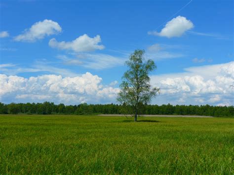 Fotos gratis paisaje árbol césped horizonte pantano nube cielo