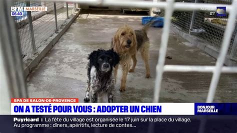 Salon de Provence comment adopter un chien à la SPA