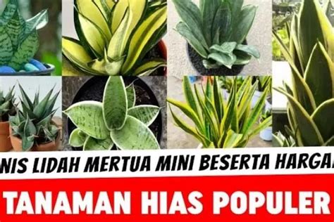 Bukan Pembawa Sial Tapi Keberuntungan Inilah Jenis Tanaman Hias