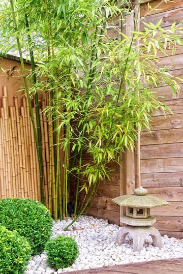 How To Stop Bamboo From Spreading Homes Gardens