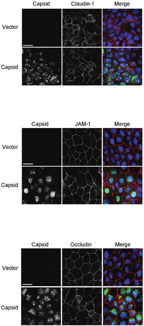 Capsid Expression Does Not Result In Redistribution Of Claudin Or