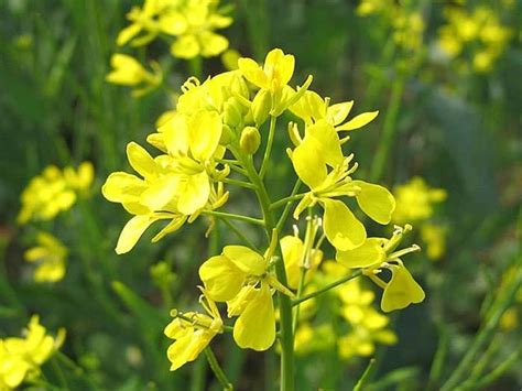 Brassica juncea - Alchetron, The Free Social Encyclopedia