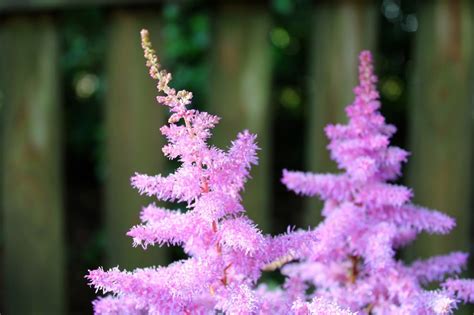 Beliebte Schattenpflanzen F R Garten Und Balkon