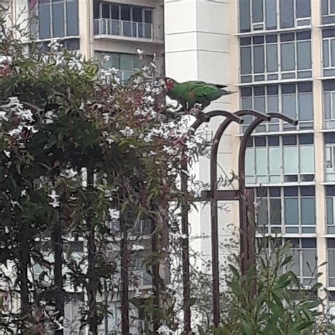 Sf Parrots Dropped A Lucky Green Feather As They Flew By Rsanfrancisco
