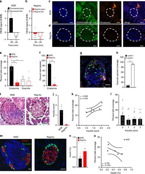 Histological Assessment Of NB Targeting The Islets In T1D A Mean