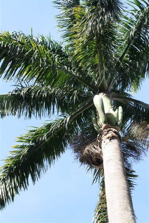 Roystonea Regia Arecaceae Image 201657 At PhytoImages Siu Edu