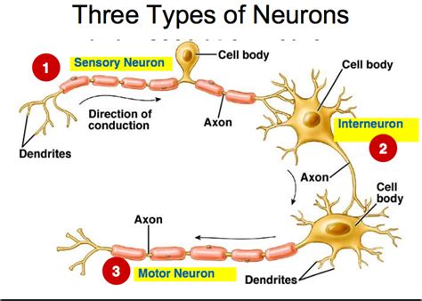 3 Types Of Neurons And Their Functions – EOXPNU