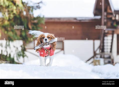 Dog Stick In Mouth On Hi Res Stock Photography And Images Alamy