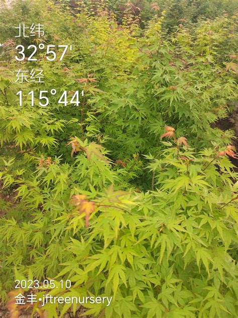 Acer Palmatum Wilson S Pink Dwarf Japanese Maple Chinese Exporter