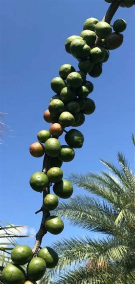 4 Tree Cuttings Of Jocote Aka Spanish Plum Ciruela Mombin June Plum