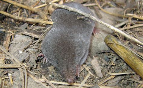 Southern Short Tailed Shrew South Carolina Public Radio