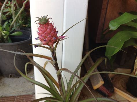 how to plant a pineapple tree 5