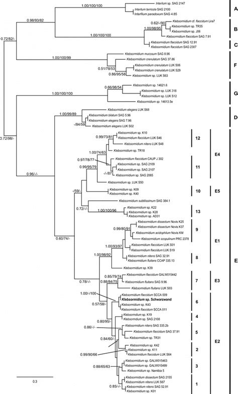 Phylogenetic Tree Obtained From Bayesian Analysis Based On Rbcl