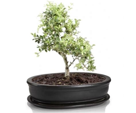 Doniczka Na Bonsai Z Podstawką Owalna Grafit 25 Cm POLNIX Sklep