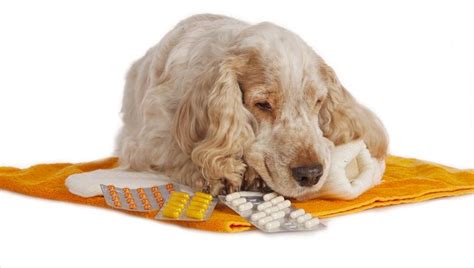 Gabapentin For Dogs: Uses, Dosage, And Side Effects