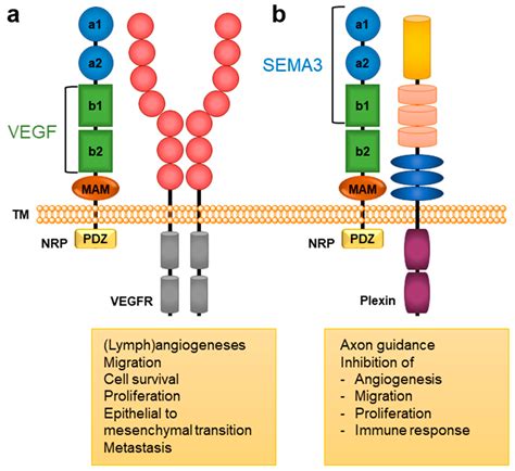 Neuropilin Related Pathological Conditions Encyclopedia Mdpi