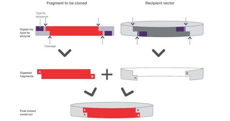 Type Iis Restriction Enzymes Thermo Fisher Scientific Au