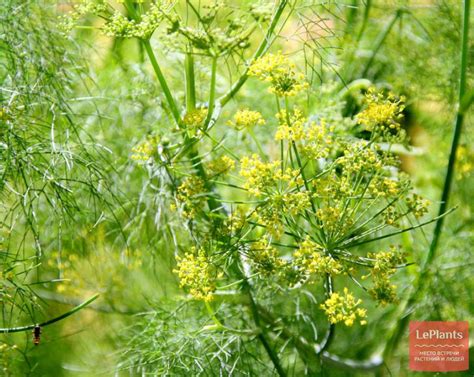 Фенхель обыкновенный (Foeniculum vulgare) — описание, выращивание, фото ...