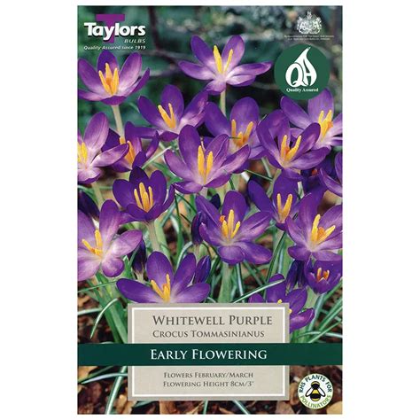 Crocus Tommasinianus Whitewell Purple 15 Bulbs