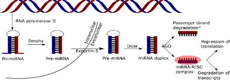 The Role Of Mirna In Retinal Ganglion Cell Health And Diseas