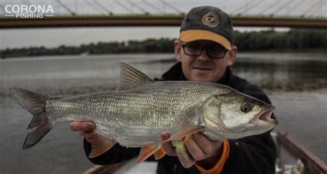 Boleń jak złowić bolenia zestaw na bolenia Corona Fishing