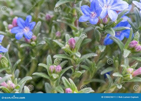 Purple Gromwell Lithodora Diffusa Heavenly Blue Budding Flowers Stock