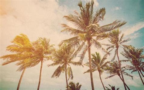 80s Palm Tree Stock Photos Images And Backgrounds For Free Download