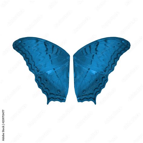 Blue butterfly wings isolated on white background Stock Photo | Adobe Stock