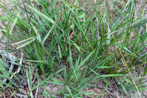 Agrostis Gigantea Poaceae Image 133547 At PhytoImages Siu Edu