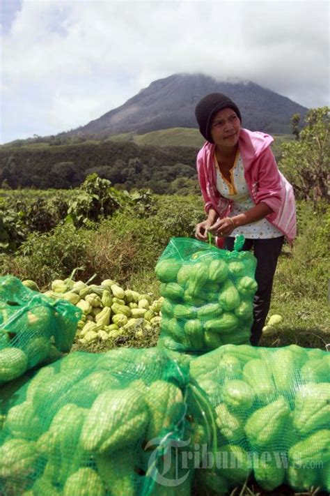 Pasca Erupsi Gunung Sinabung Foto 4 878111 TribunNews