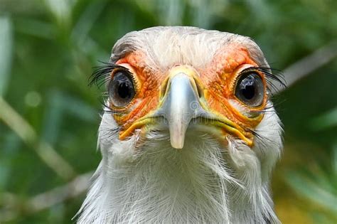 Portrait Of A Secretary Bird Sagittarius Serpentarius Stock Image