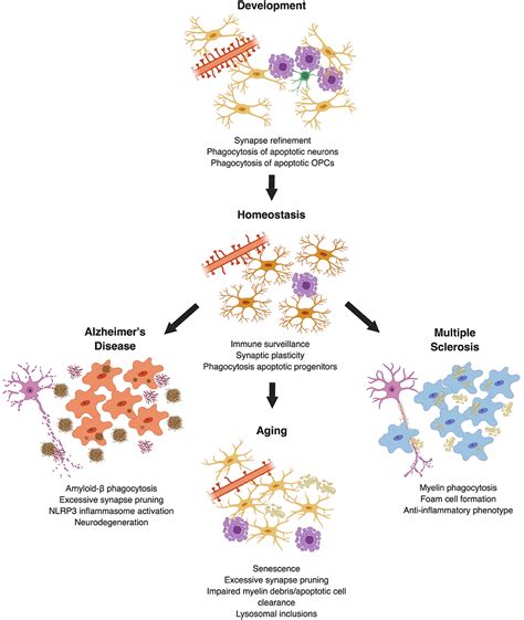 Frontiers Phagocytosis In The Brain Homeostasis And Disease Immunology