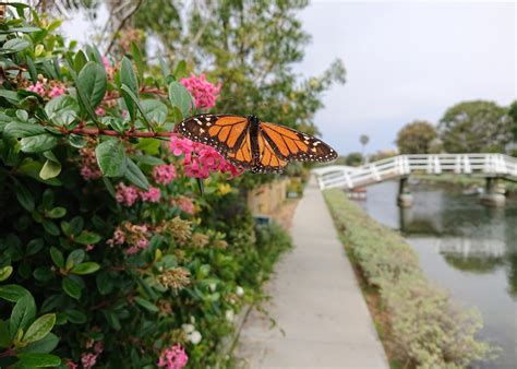 Did You See That! Californians Encouraged to Report Monarch Butterfly