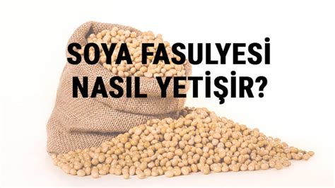 Soya Fasulyesi Nasıl Yetişir Soya Fasulyesi Türkiye de En Çok Ve En