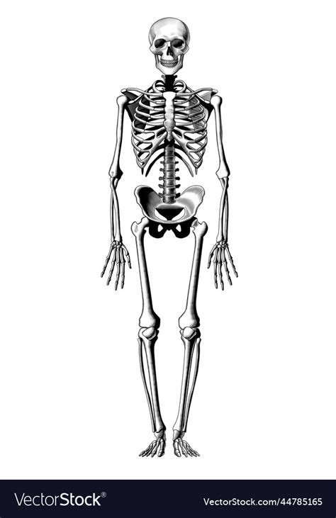 Human Skeleton Full Length And Face Isolated Vector Image