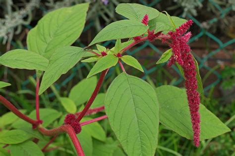 Foxtail Amaranth Amaranthus Caudatus