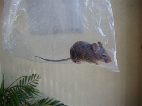 Cruelty-Free Corner: Humane Mouse Traps (& My Personal Story)