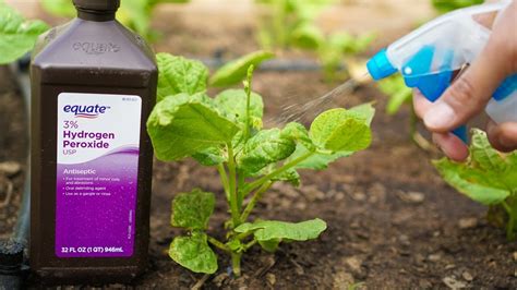 Benefits Of Hydrogen Peroxide On Plants And Garden Youtube