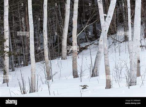 Paper Birch Betula Papyrifera Trees At Thunder Brook Falls Near Grand