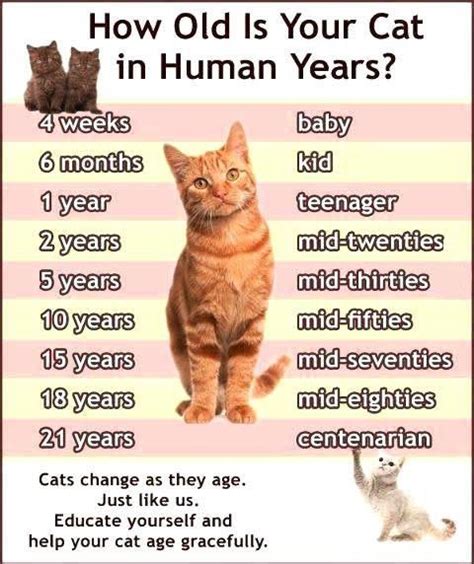 How Old Is Your Cat In Human Years Lolcats Lol Cat Memes Funny