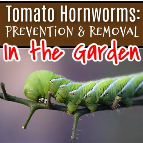 Tomato Hornworm: How To Prevent & Deal With Them In The Garden ...