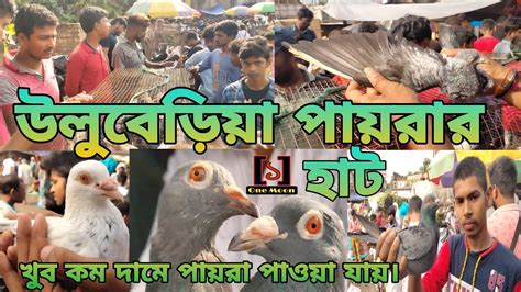 Current Exotic Pigeon S Price Update At Uluberia 09 09 2023 Visit