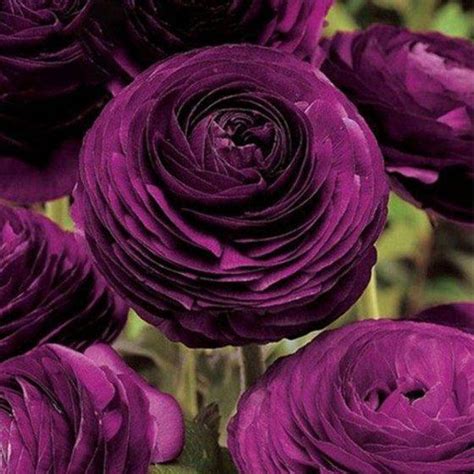 Persian Buttercup Seeds Home Garden Diy Plants Ranunculus Asiati Seedsday